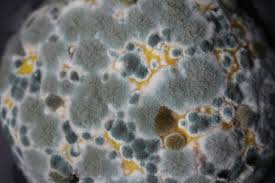Close up microscopic image of mold and black mold. These molds are responsible for causing mold toxicity