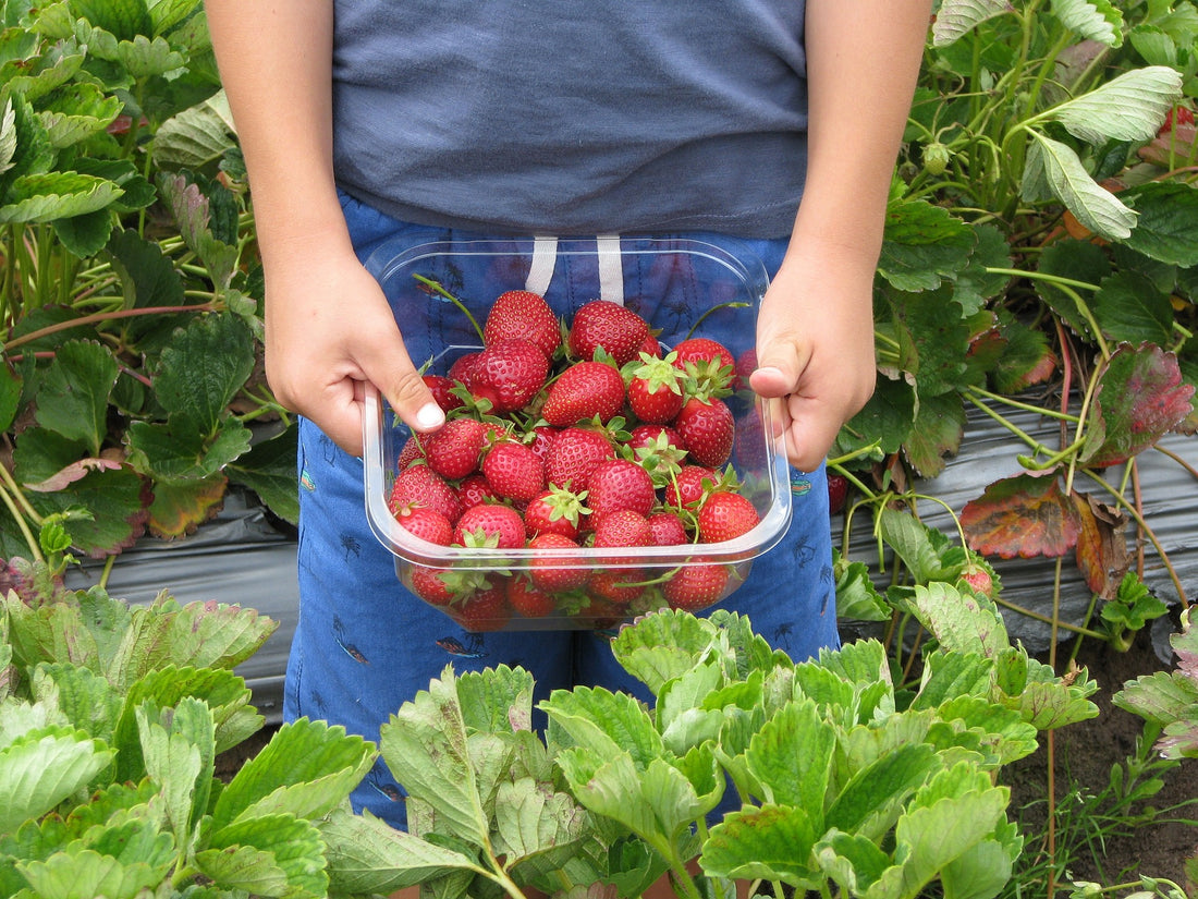 Safe Strawberry Picking: Removing Pesticides, Dirt, and Bacteria