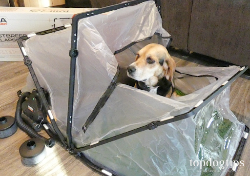 Pet Protection from CBRN Threats in 2025